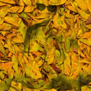 ginlustigphotosWP(176)