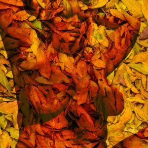 ginlustigphotosWP(178)